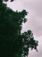 trees and sky