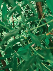 green leaves in the wind