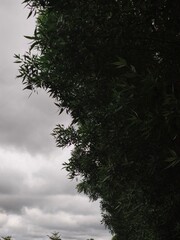 tree in the fog