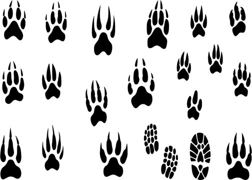 Vector set of wild wood animal tracks. Animal paw prints, vector different animals footprints black on white illustration. Сheckered background.
