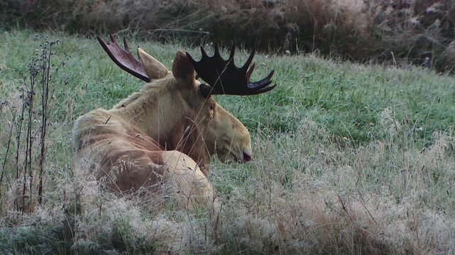A leucism moose rests on the frozen earth, surrounded by the silent expanse of a snow-covered V&auml;rmland forest