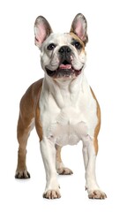 Fototapeta premium Portrait of a French Bulldog