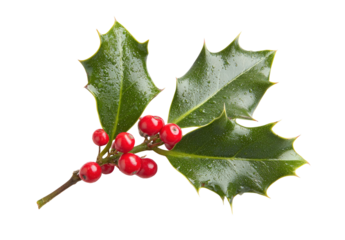 Sprig of Holly with Red Berries on transparent background