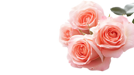 Fototapeta premium pink roses png