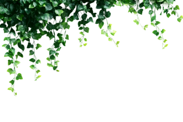 Vine plant isolated on transparent background