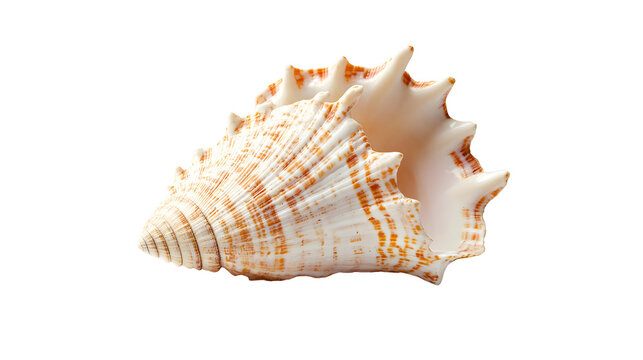 sea shells png