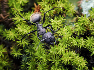 Closeup of an ant on a leaf on nature. Macro