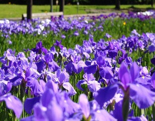 Vibrant purple irises in a garden