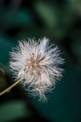 Enchanting Dandelion Seed Head in Natural Xichang Field - Serene Floral Beauty and Delicate Botanical Vista in China