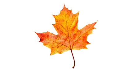 fall leaves png