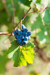 Close-up of ripe blue wine grapes hanging on a vine in Sremski Karlovci, Serbia, highlighting the rich color and freshness of the autumn harvest.