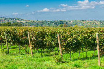 Scenic vineyard in Sremski Karlovci, Serbia, with rows of grapevines stretching toward rolling hills and scattered houses under a bright blue sky.