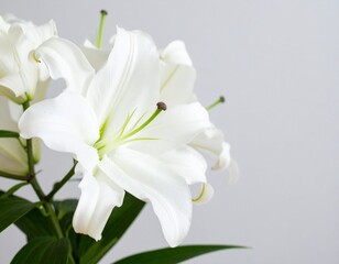 Fototapeta premium Detailed Studio Capture of White Lily Bouquet