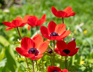 Fototapeta premium Vibrant red anemones in a garden