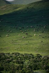 Aerial View of Sheep Grazing in Alpine Meadows Gannan China Stunning Mountain Pastoral Landscape