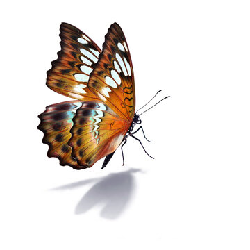 Beautiful orange butterfly
