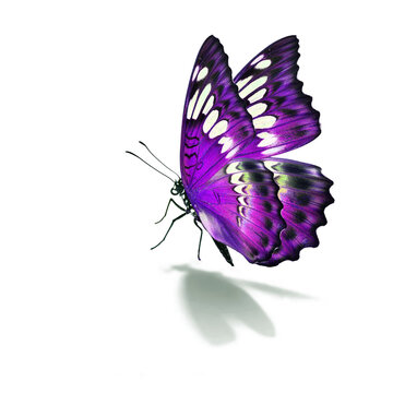Beautiful purple butterfly