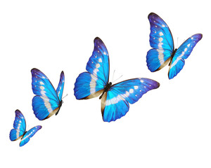 Blue butterflies flying on white background. PNG File