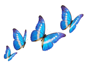 Blue butterflies flying on white background. PNG File