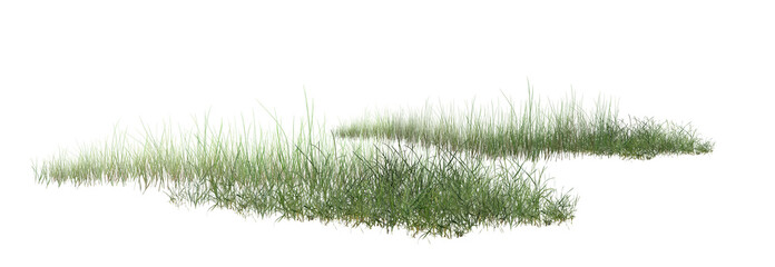 grass isolated on white