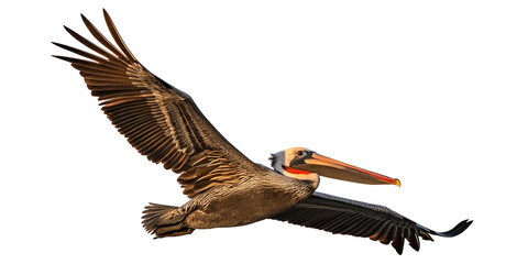 A brown pelican in graceful flight, captured against a white background png that enhances the bird’s majestic silhouette. The pelican in mid-flight from a low-angle perspective.