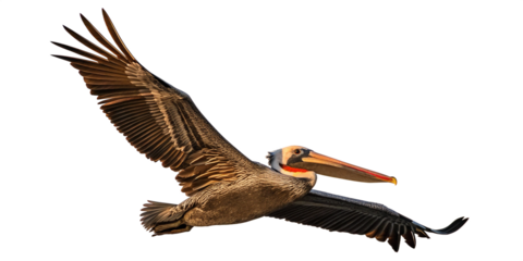 A brown pelican in graceful flight, captured against a white background png that enhances the bird’s majestic silhouette. The pelican in mid-flight from a low-angle perspective.