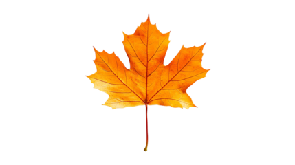 maple leaf png