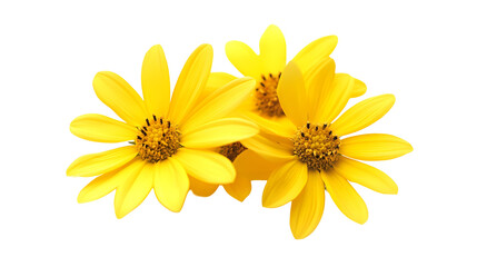 yellow flowers png