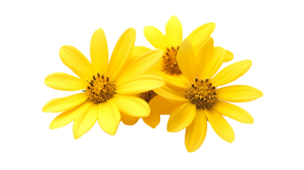 yellow flowers png