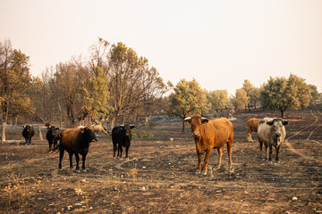Cattle Herd Standing on Burnt Earth in Rural Countryside of Ciperez Salamanca Spain After Devastating Forest Fire with Charred Trees and Dry Landscape