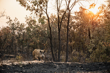 Wild Boar Walking Through Burnt Woodland at Sunset in Ciperez Salamanca Spain After Forest Fire with Scorched Vegetation and Charred Ground