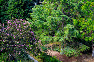 Trees with leaves close up. Greenery in city.