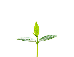 young green plant isolated