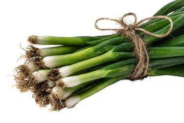 Freshly harvested scallions tied with twine