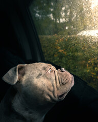Portrait of a merle Old English Bulldog sitting by a window, resting head on glass, looking outside at the rain, reflective and emotional dog moment, indoor pet photography