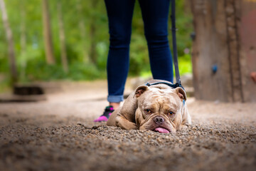 Merle Old English Bulldog lying on the ground, relaxed and attentive, during dog training session with owner, outdoor lifestyle concept, obedience, calm and friendly pet