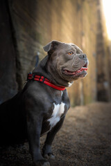 Portrait of a blue Old English Bulldog sitting in front of a gray industrial wall with warm sunlight accent, dog side profile photography for pet, lifestyle and animal themes