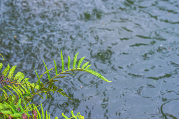 夏の雨降り　池のほとりの草02
