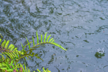 夏の雨降り　池のほとりの草01