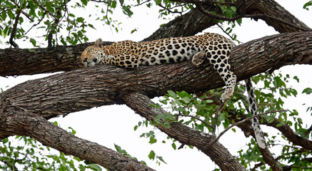 Female leopard sleeping in a tree © Stephen