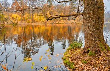 Autumn Lakeside Scene with Large Tree