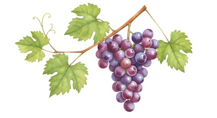 Fototapeta premium watercolor vineyard. Amber Vine purple grapes tree isolated watercolor illustration. AI Generated
