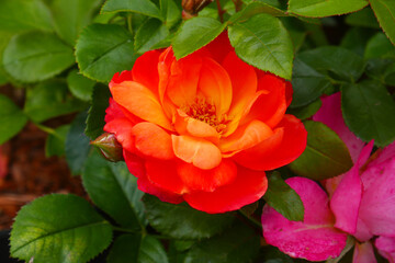 orange rose