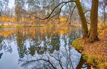 Autumn Lake Scene with Tree and Log Reflection