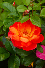 Naklejka premium orangefarbene Rose