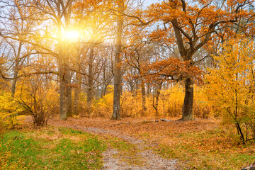 Fototapeta premium Winding Path in an Autumn Oak Forest