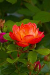 orangefarbene Rose