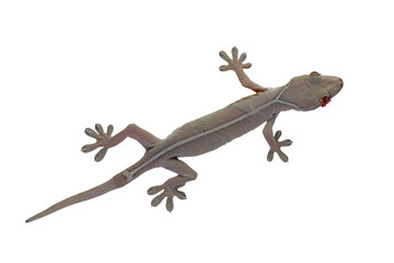 White line gecko closeup on white background, white line gecko lizard closeup © kuritafsheen