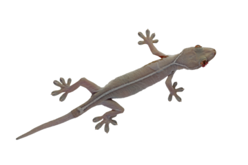 White line gecko closeup on white background, white line gecko lizard closeup