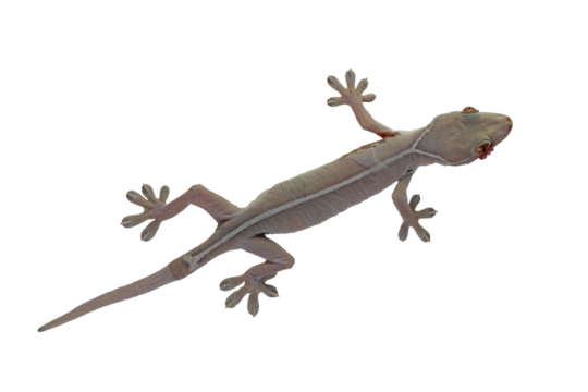 White line gecko closeup on white background, white line gecko lizard closeup